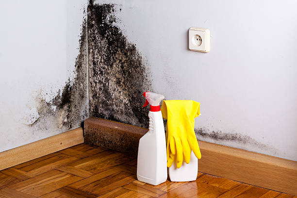 Best Mold Remediation for Vacation Homes  in Kaufman, TX